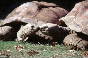 Za galapagos kornjače sada možete gledati zahvaljujući google streetu Za galapagos kornjače sada možete gledati zahvaljujući google streetu